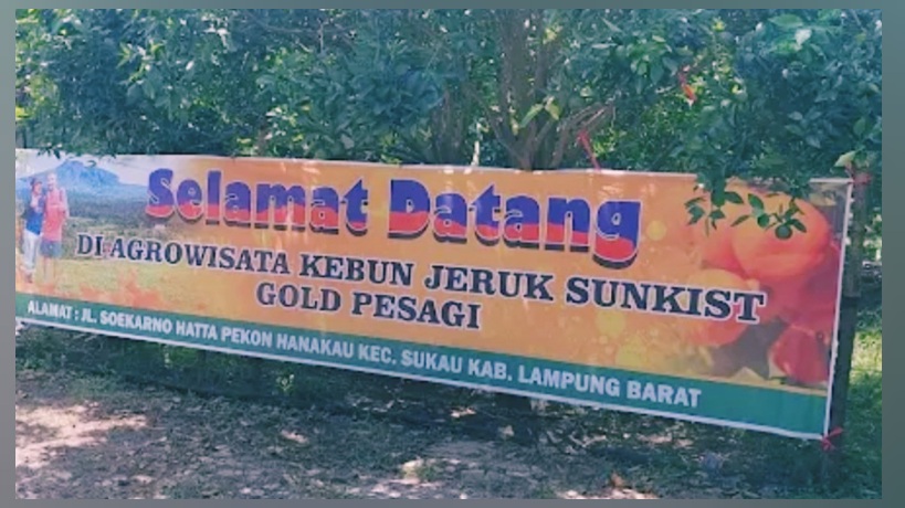 Kebun Jeruk Sunkist Gold Pesagi
