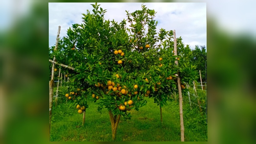 Kebun Jeruk Sunkist Gold Pesagi