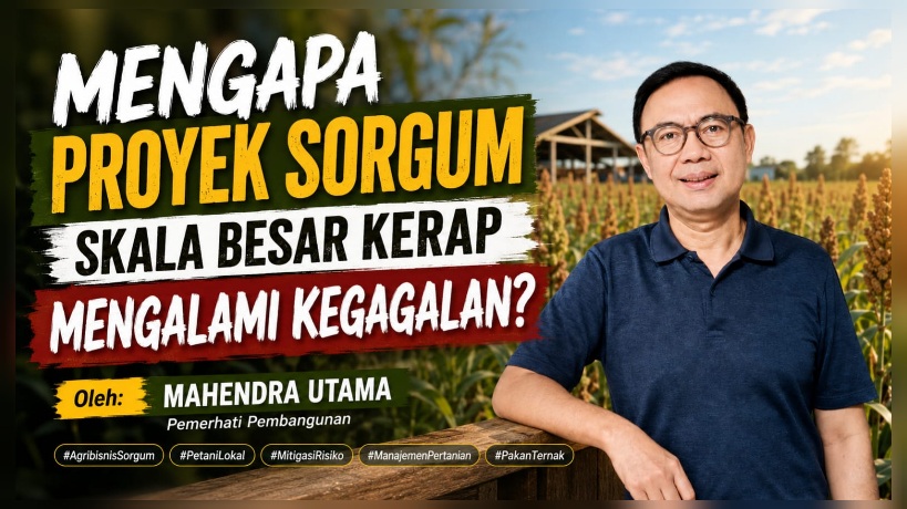 Proyek Sorgum Skala Besar Kerap Mengalami Kegagalan